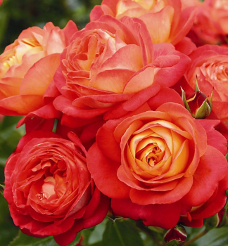 Růže mnohokvětá ´MIDSUMMER®´ Tantau, kont. 6 l