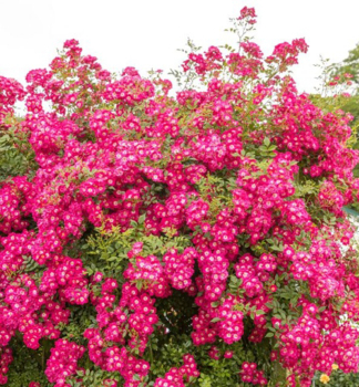 Růže pnoucí ´LIBERTAS®´ Tantau, kont. 6 l