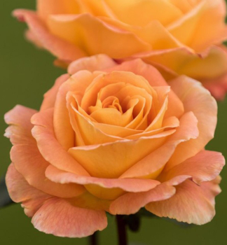 Růže velkokvětá keřová ´WHISKY®´ Tantau, kont. 6 l