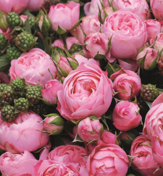Růže mnohokvětá ´PLAYFUL ROKOKO®´ Tantau, kont. 6 l