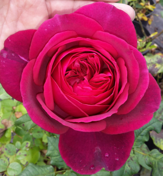 Růže velkokvětá keřová ´GOETHE-ROSE®´ Tantau, kont. 6 l