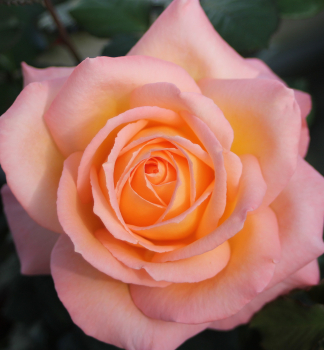 Růže velkokvětá keřová ´FROHSINN 82®´ Tantau, kont. 6 l
