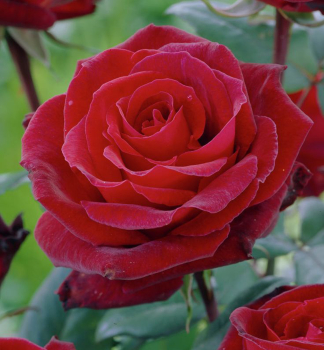 Růže velkokvětá keřová ´BARKAROLE®´ * Tantau, kont. 6 l