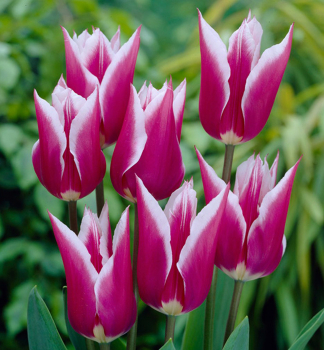 Tulipn CLAUDIA 5 ks v balen