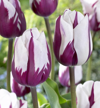 Tulip�n �REMS FAVOURITE� 5 ks v balen�