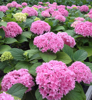 Hortenzie velkolist PERFECTION 20-30 cm, kont. 3 l