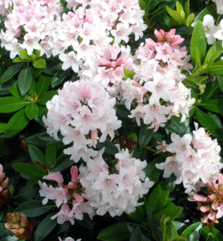 P�ni�n�k drobnolist� 'BLOOMBUX� PINK' 20-30 cm, kont. 2 l