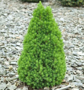 Smrk siv� zakrsl� �ZUCKERHUT� 20-30 cm, kont. 3 l