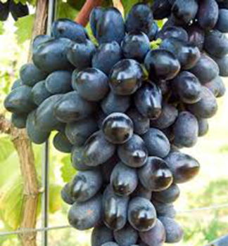 Vinn� r�va bezsemenn� �BLACK PEARL� 30-40 cm, kont. 2 l