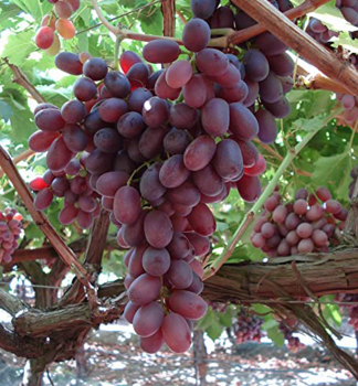 Vinn� r�va bezsemenn� �CRIMSON�, 30-40 cm, kont. 2 l