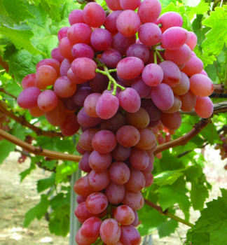 Vinn� r�va bezsemenn� �SUPERNOVA� 30-40 cm, kont. 2 l