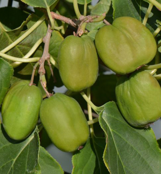Mini kiwi 'CHANG BAI GIANT' 90-100 cm, kont. 2 l 