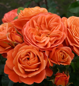 Růže mnohokvětá 'PHOENIX®' ** ADR Kordes, kont. 2 l 
