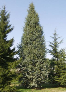 Cedr libanonský ´FASTIGIATA´ 130-150 cm, kont. 10 l