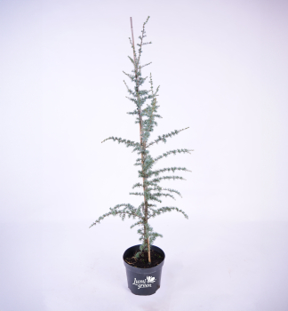 Cedr libanonsk FASTIGIATA 150-160 cm, kont. 10 l