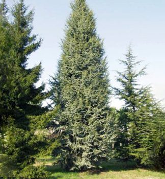 Cedr libanonsk FASTIGIATA 130-150 cm, kont. 10 l