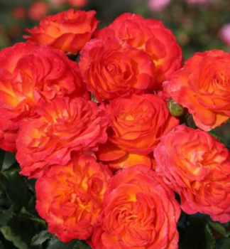 Růže velkokvětá keřová 'VULCANO®' ** ADR, Kordes 2019, kont. 2 l 