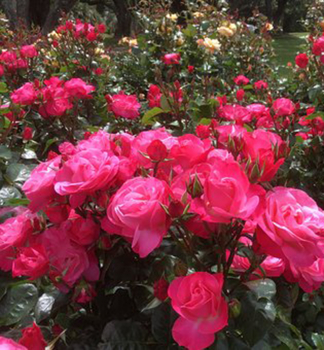 Růže keřová 'ENJOY®' * ADR, Kordes 2019, 30-40 cm, kont. 2 l 