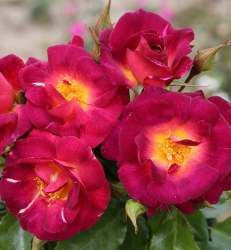 Růže keřová 'ILE DE FLEURS' *** ADR 30-40 cm, Kordes 2000, kont. 2 l
