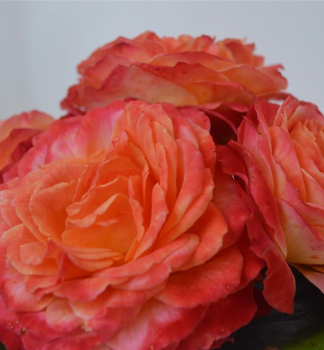 Růže mnohokvětá 'METEOR®' ** Kordes 2019, kont. 2 l 