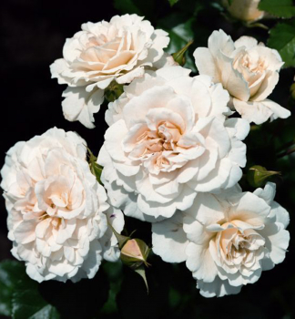 Růže mnohokvětá 'PETTICOAT®' *** ADR, Kordes 2004, kont. 2 l 