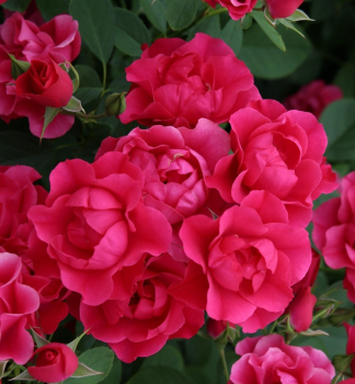 Re mnohokvt PINK FOREST ROSE * ADR, kont. 2 l