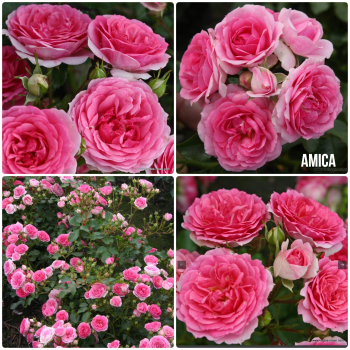 Růže mnohokvětá 'AMICA®' * ADR, Kordes 2017, 40-50 cm, kont. 2 l 