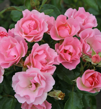 Růže mnohokvětý 'ROSELINA' * ADR, Kordes 2019, 30-40 cm, kont. 2 l 