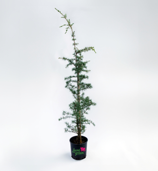 Cedr himlajsk ROBUSTA 120-130 cm, kont. 10 l