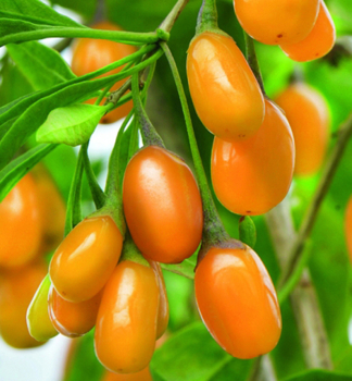 Kustovnice nsk velkoplod AMBER SWEET GOJI  50-60 cm, kont. 5 l
