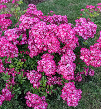 Re vcekvt MARJORIE FAIR 60-70 cm, kont. 2 l