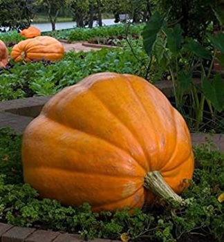 D��E �ATLANTIC GIANT� kont. 0,5 l