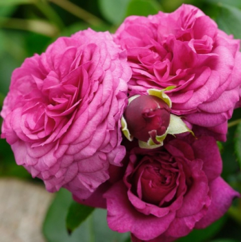 Růže mnohokvětá keřová ´KAFFE FASSETT®´ **** 20-30 cm, kont. 2 l