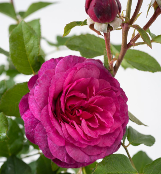 Re mnohokvt keov KAFFE FASSETT ROSE ***** Tantau, kont. 2 l