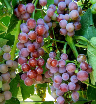 Vinná réva bezsemenní ´RELIANCE´ 70-80 cm, kont. 1,6 l