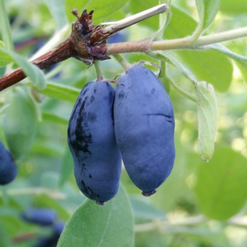 Obrzok (1)