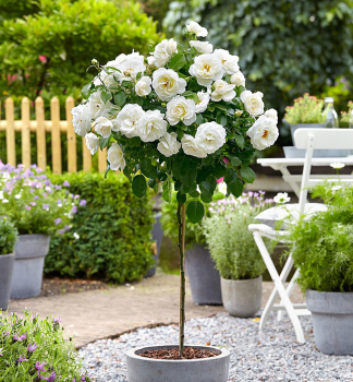 Růže stromková ´BÍLÁ´  na kmínku 100-110 cm, kont. 4 l