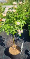Minirůže stromková ´TOPOLINA®´ bílo-růžová, na kmínku 40 cm, kont. 2,5 l