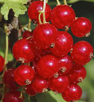 Obrzok (1)