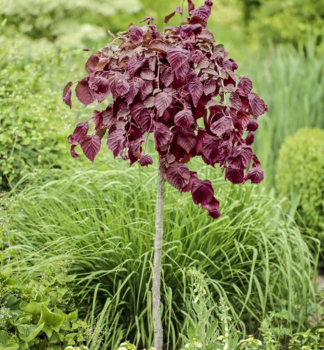 Lska obecn PURPLE UMBRELLA na kmnku 180 cm, kont. 15 l