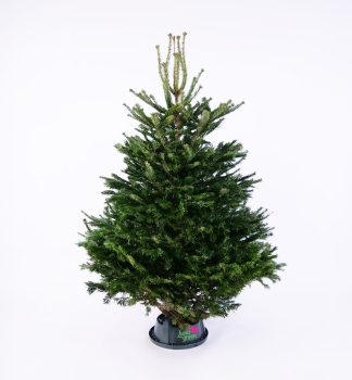 Jedle normannsk PREMIUM, ezan 150-170 cm