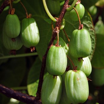 Obrzok (2)
