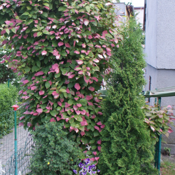 Obrzok (6)