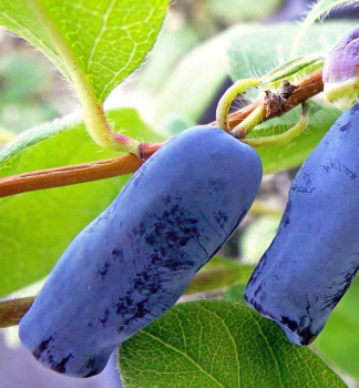 Zimolez kam�atsk� �FIALKA�, 10-15 cm, kont. 1,6 l