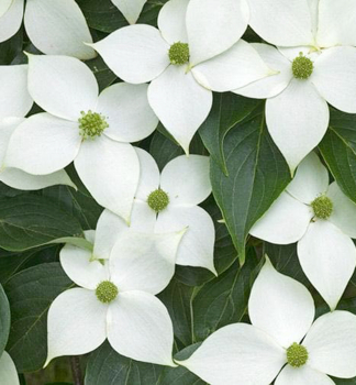 Svda japonsk CHINENSIS 80-100 cm, kont. 5 l