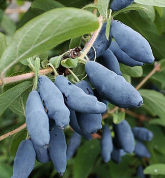 Zimolez kam�atsk� �LENINGRADSKIJ VELIKAN� 30-40 cm, kont. 2,5 l