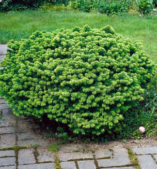 Jedle balzmov NANA 20-30 cm, kont. 5 l