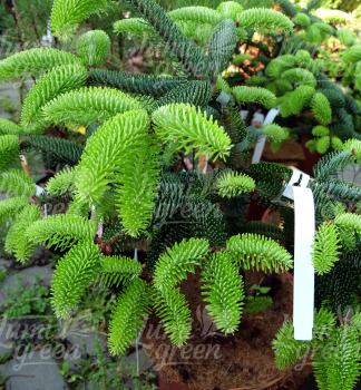 Obr�zok (7)