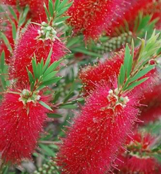 ttkovec RED CLUSTER 30-40 cm, kont. 2 l