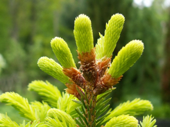 Obrzok (3)